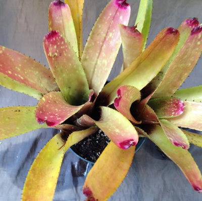 Neoregelia carcharodon 'Silver' X 'Gazpacho' | Bromeliad Paradise