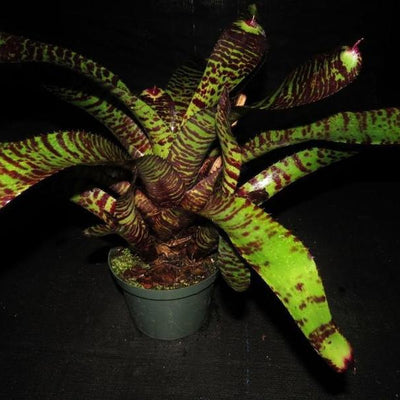 Neoregelia carcharodon 'Skotak's Tiger' x 'Norman Bates' | Bromeliad Paradise