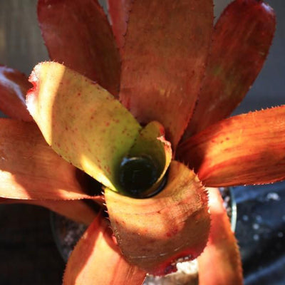 Neoregelia carcharodon 'Spines' X olens | Bromeliad Paradise