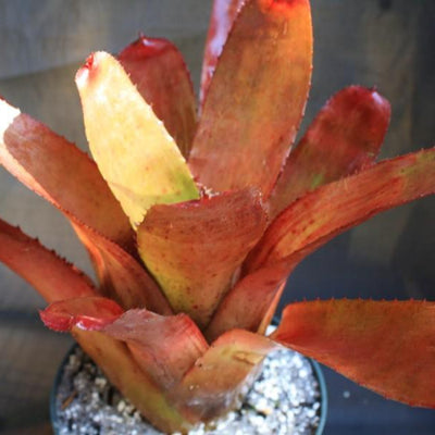 Neoregelia carcharodon 'Spines' X olens | Bromeliad Paradise