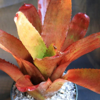 Neoregelia carcharodon 'Spines' X olens | Bromeliad Paradise