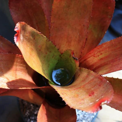 Neoregelia carcharodon 'Spines' X olens | Bromeliad Paradise