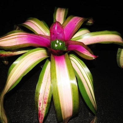 Neoregelia (carcharodon x concentrica) X 'Ninja' | Bromeliad Paradise