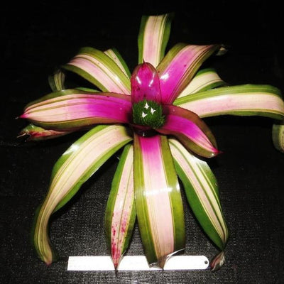 Neoregelia (carcharodon x concentrica) X 'Ninja' | Bromeliad Paradise