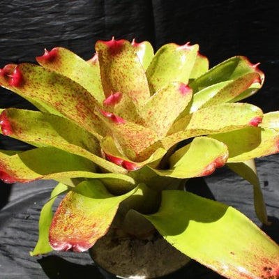 Neoregelia 'Carol Johnson' | Bromeliad Paradise