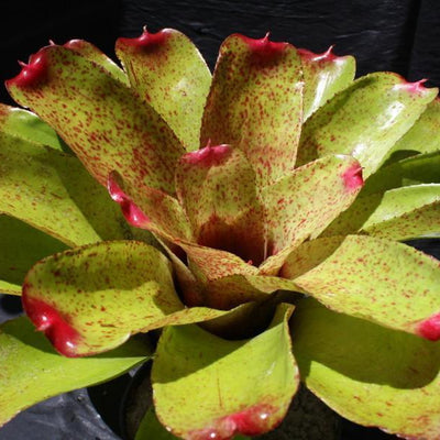 Neoregelia 'Carol Johnson' | Bromeliad Paradise