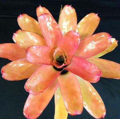 Neoregelia carolinae 'Tricolor' X compacta | Bromeliad Paradise