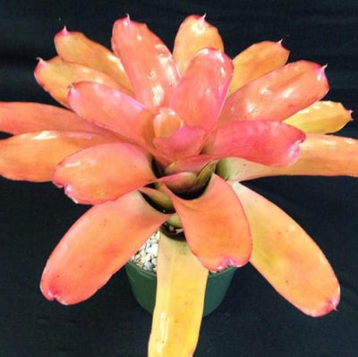 Neoregelia carolinae 'Tricolor' X compacta | Bromeliad Paradise