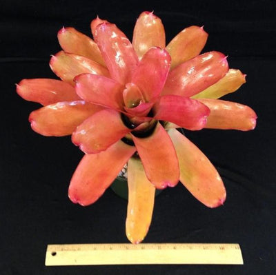 Neoregelia carolinae 'Tricolor' X compacta | Bromeliad Paradise