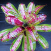 Neoregelia carolinae 'Tricolor' x concentrica | Bromeliad Paradise