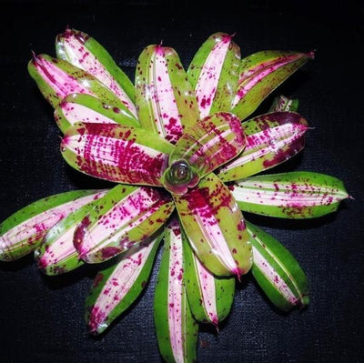 Neoregelia carolinae 'Tricolor' x concentrica | Bromeliad Paradise