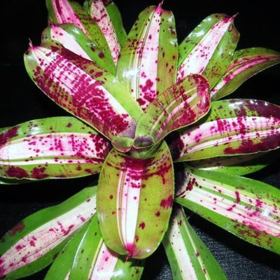 Neoregelia carolinae 'Tricolor' x concentrica | Bromeliad Paradise