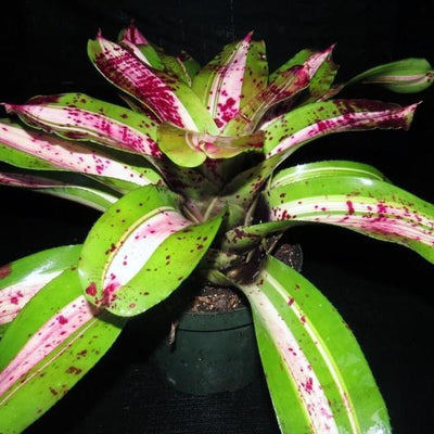 Neoregelia carolinae 'Tricolor' x concentrica | Bromeliad Paradise