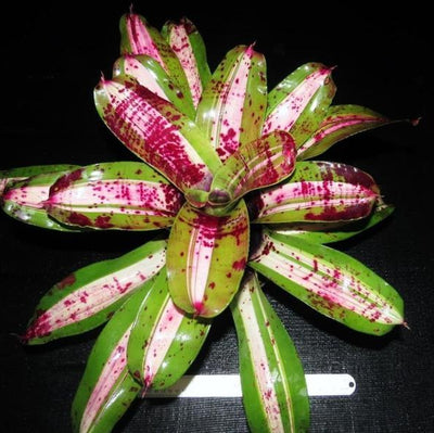 Neoregelia carolinae 'Tricolor' x concentrica | Bromeliad Paradise
