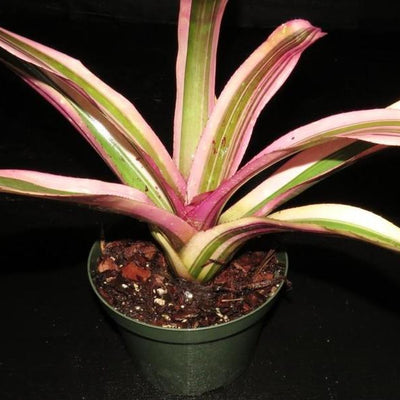 Neoregelia (carolinae x concentrica) X 'Ninja' | Bromeliad Paradise