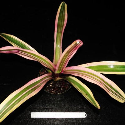 Neoregelia (carolinae x concentrica) X 'Ninja' | Bromeliad Paradise