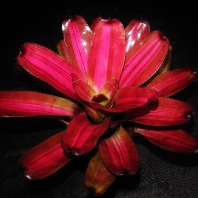 Neoregelia (carolinae x concentrica) x 'Skotak's Tiger' | Bromeliad Paradise