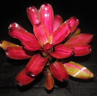 Neoregelia (carolinae x concentrica) x 'Skotak's Tiger' | Bromeliad Paradise
