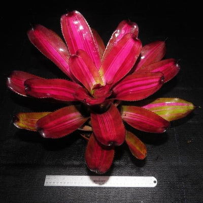 Neoregelia (carolinae x concentrica) x 'Skotak's Tiger' | Bromeliad Paradise