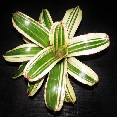 Neoregelia (carolinae x Hannibal Lecter) x Norman Bates (Variegated) | Bromeliad Paradise