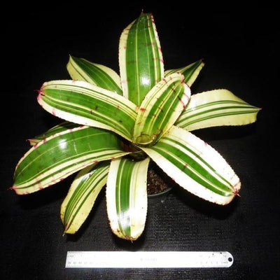 Neoregelia (carolinae x Hannibal Lecter) x Norman Bates (Variegated) | Bromeliad Paradise