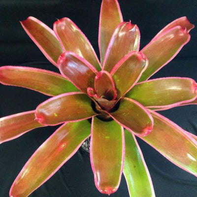 Neoregelia carolinae X johannis | Bromeliad Paradise