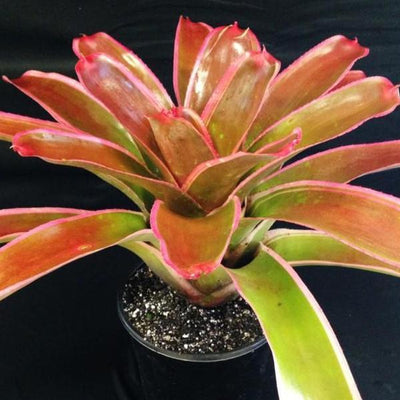 Neoregelia carolinae X johannis | Bromeliad Paradise