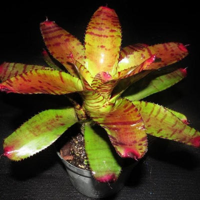 Neoregelia 'Catinite' | Bromeliad Paradise