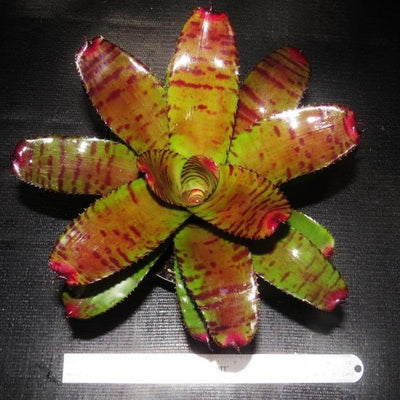 Neoregelia 'Catinite' | Bromeliad Paradise