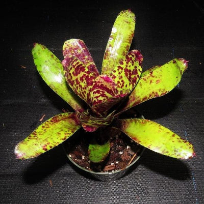 Neoregelia 'Caviar' | Bromeliad Paradise