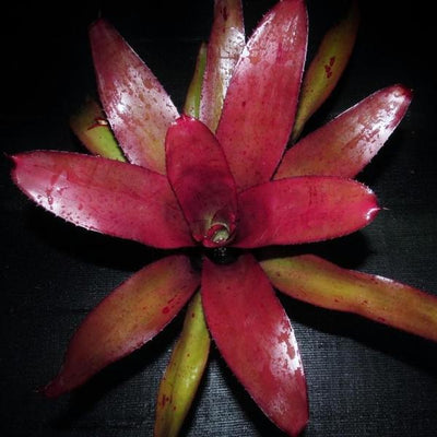 Neoregelia 'Checkmate' | Bromeliad Paradise