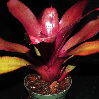 Neoregelia 'Checkmate' | Bromeliad Paradise