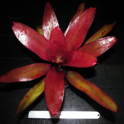 Neoregelia 'Checkmate' | Bromeliad Paradise