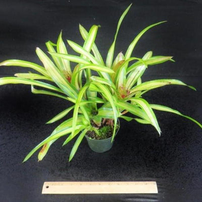 Neoregelia Cherry (Variegated) | Bromeliad Paradise