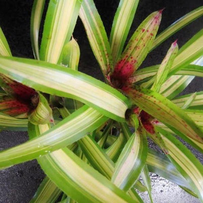 Neoregelia Cherry (Variegated) | Bromeliad Paradise