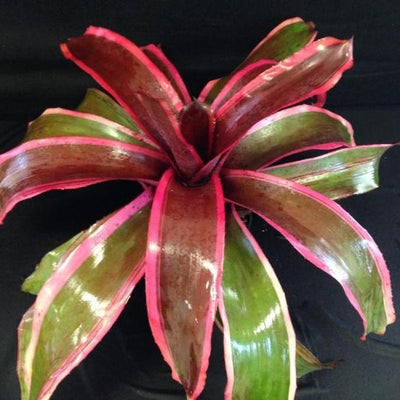 Neoregelia 'Chester' | Bromeliad Paradise