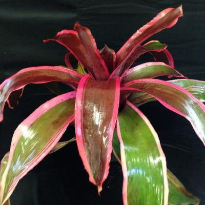 Neoregelia 'Chester' | Bromeliad Paradise