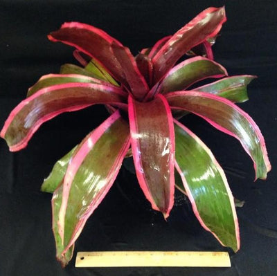 Neoregelia 'Chester' | Bromeliad Paradise