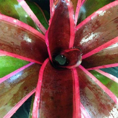 Neoregelia 'Chester' | Bromeliad Paradise