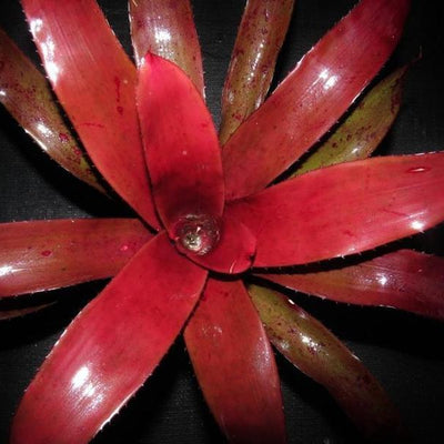 Neoregelia 'Chianti' | Bromeliad Paradise