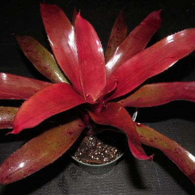 Neoregelia 'Chianti' | Bromeliad Paradise