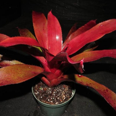 Neoregelia 'Chianti' | Bromeliad Paradise