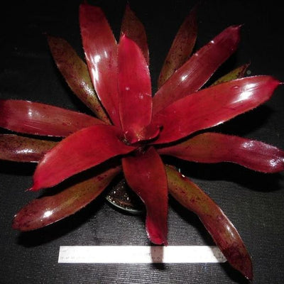 Neoregelia 'Chianti' | Bromeliad Paradise