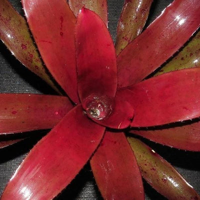 Neoregelia 'Chianti' | Bromeliad Paradise