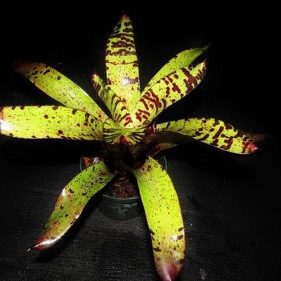 Neoregelia 'Chip Tiger' | Bromeliad Paradise