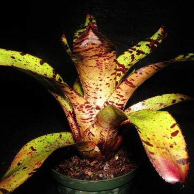 Neoregelia 'Chip Tiger' | Bromeliad Paradise