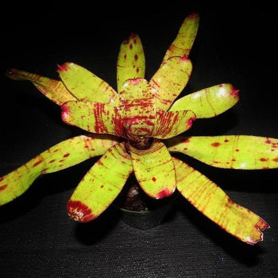 Neoregelia 'Chubby' X 'Blushing Tiger' | Bromeliad Paradise
