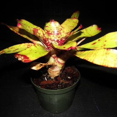 Neoregelia 'Chubby' X 'Blushing Tiger' | Bromeliad Paradise