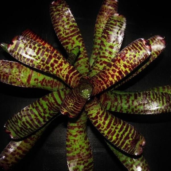 Neoregelia 'Clarise' | Bromeliad Paradise