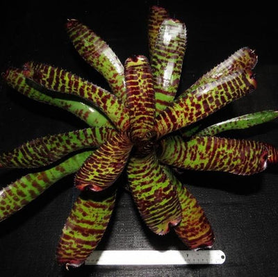 Neoregelia 'Clarise' | Bromeliad Paradise